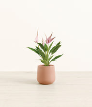 Load image into Gallery viewer, Calm Rose*****Profile