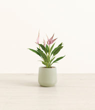 Load image into Gallery viewer, Turquoise*****Profile