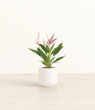 Load image into Gallery viewer, White*****Profile