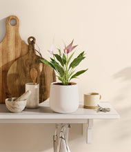 Load image into Gallery viewer, White