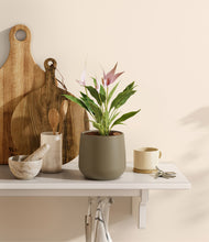 Load image into Gallery viewer, Olive