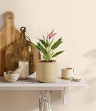 Load image into Gallery viewer, Almond Green