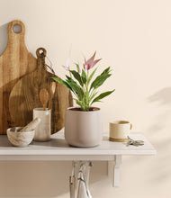 Load image into Gallery viewer, Eternal Gray