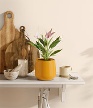 Load image into Gallery viewer, Mustard