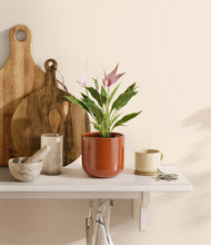 Load image into Gallery viewer, Glossy Red