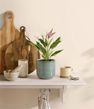 Load image into Gallery viewer, Reactive Aqua