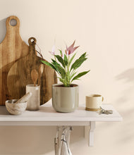 Load image into Gallery viewer, Sage Green