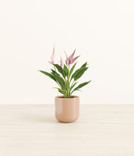 Load image into Gallery viewer, Glossy Pink*****Profile