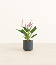 Load image into Gallery viewer, Iron Gray*****Profile