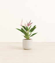 Load image into Gallery viewer, Cotton White*****Profile