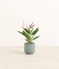 Load image into Gallery viewer, Reactive Aqua*****Profile