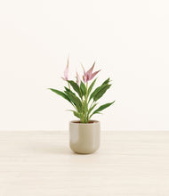 Load image into Gallery viewer, Sage Green*****Profile