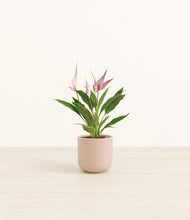 Load image into Gallery viewer, Sandy Pink*****Profile