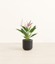 Load image into Gallery viewer, Stone Black*****Profile