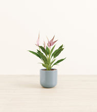 Load image into Gallery viewer, Misty Blue*****Profile