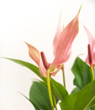 Load image into Gallery viewer, ALL