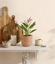 Load image into Gallery viewer, Striped Peach Pink