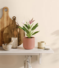 Load image into Gallery viewer, Striped Rose Pink