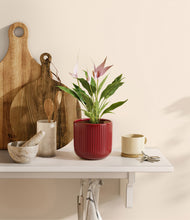 Load image into Gallery viewer, Striped Cherry Red