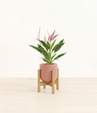 Load image into Gallery viewer, Striped Rose Pink stand:bamboo