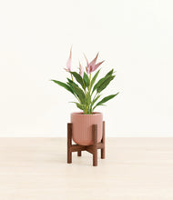 Load image into Gallery viewer, Striped Rose Pink stand:walnut