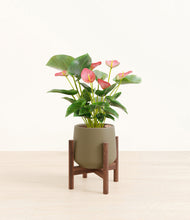 Load image into Gallery viewer, Olive stand:walnut