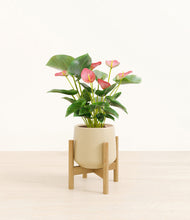 Load image into Gallery viewer, Almond Green stand:bamboo