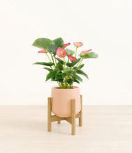 Load image into Gallery viewer, Gentle Pink stand:bamboo