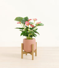 Load image into Gallery viewer, Calm Rose stand:bamboo
