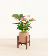 Load image into Gallery viewer, Calm Rose stand:walnut