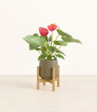 Load image into Gallery viewer, Olive stand:bamboo