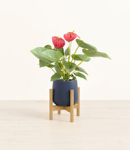 Load image into Gallery viewer, Deep Navy stand:bamboo