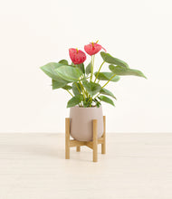 Load image into Gallery viewer, Eternal Gray stand:bamboo