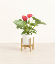 Load image into Gallery viewer, White stand:bamboo