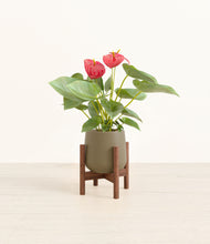 Load image into Gallery viewer, Olive stand:walnut