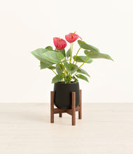 Load image into Gallery viewer, Black stand:walnut