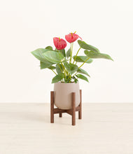 Load image into Gallery viewer, Eternal Gray stand:walnut