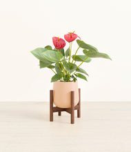 Load image into Gallery viewer, Gentle Pink stand:walnut
