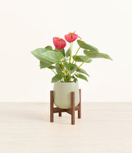 Load image into Gallery viewer, Turquoise stand:walnut