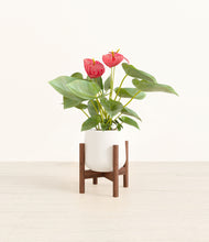 Load image into Gallery viewer, White stand:walnut