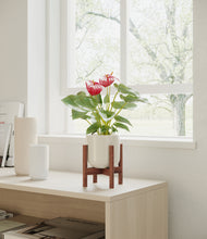 Load image into Gallery viewer, Cotton White stand:walnut