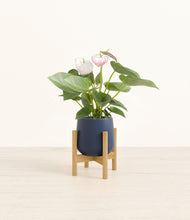 Load image into Gallery viewer, Deep Navy stand:bamboo