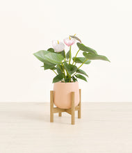 Load image into Gallery viewer, Gentle Pink stand:bamboo