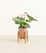 Load image into Gallery viewer, Calm Rose stand:bamboo