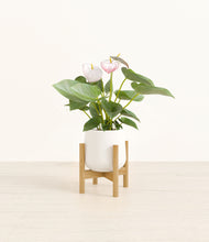 Load image into Gallery viewer, White stand:bamboo