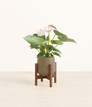 Load image into Gallery viewer, Olive stand:walnut