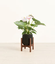 Load image into Gallery viewer, Black stand:walnut