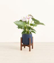 Load image into Gallery viewer, Deep Navy stand:walnut