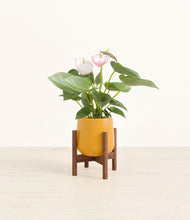Load image into Gallery viewer, Mustard stand:walnut