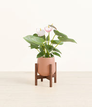 Load image into Gallery viewer, Calm Rose stand:walnut